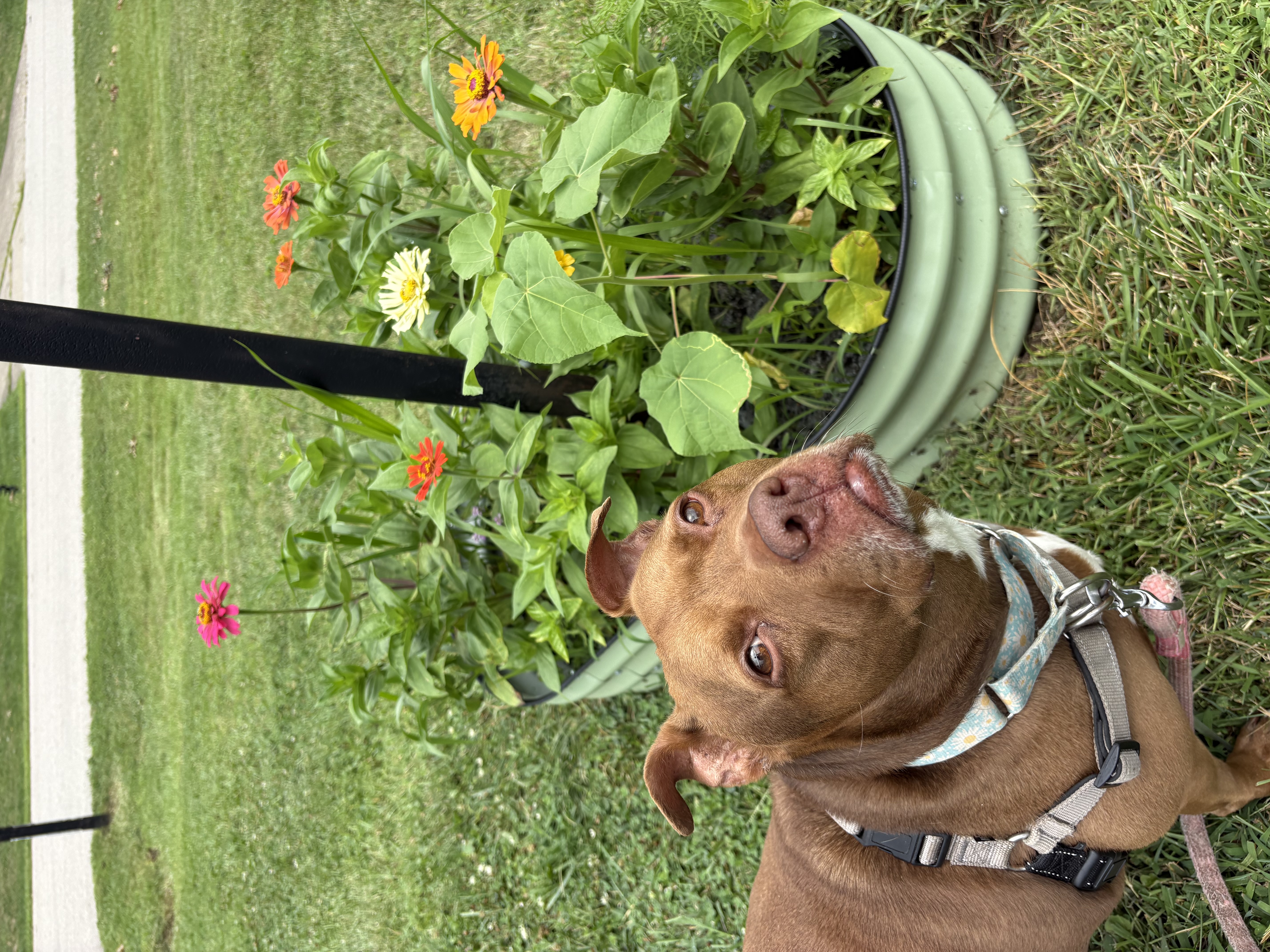 View Fawn the Dog Photo #13