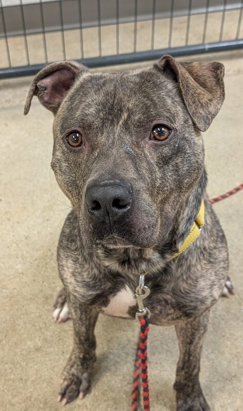 View Arcade the Dog Photo #7