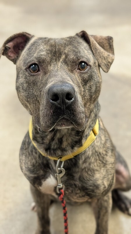 View Arcade the Dog Photo #5