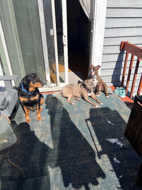 View Rollie the Dog Photo #17