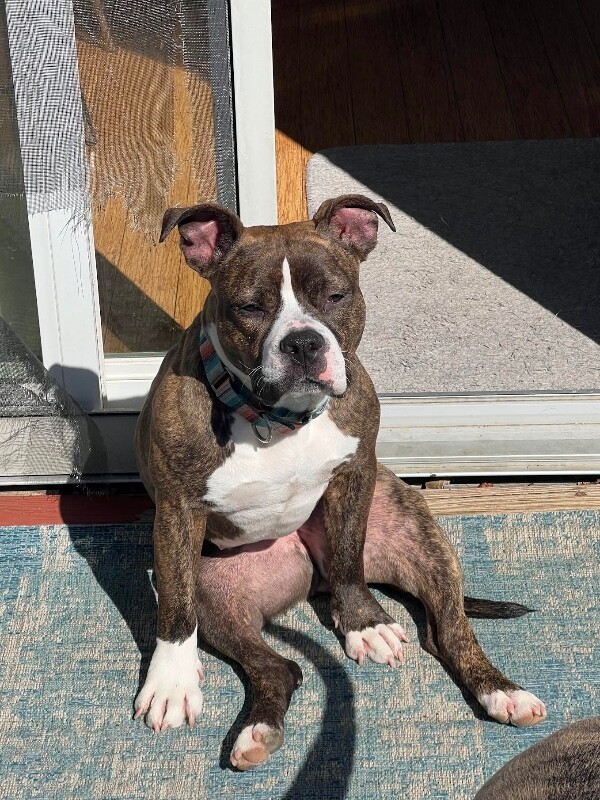 View Rollie the Dog Photo #18