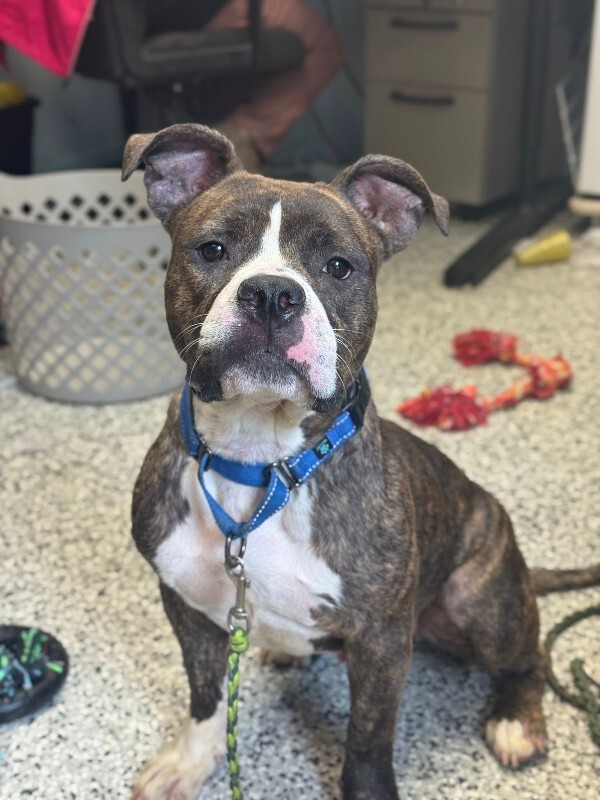 View Rollie the Dog Photo #7