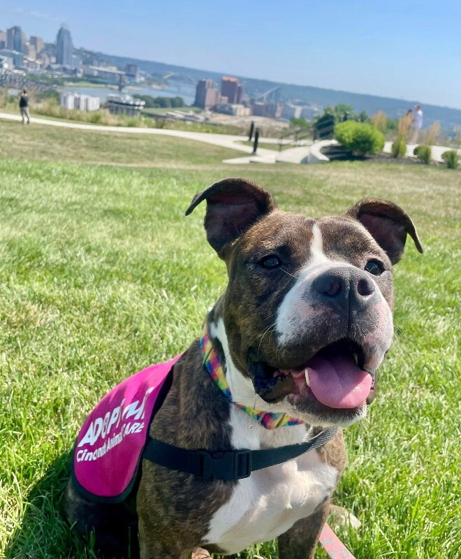 View Rollie the Dog Photo #14