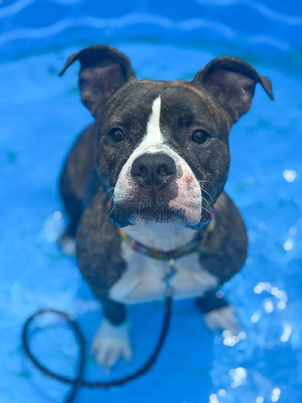 View Rollie the Dog Photo #11