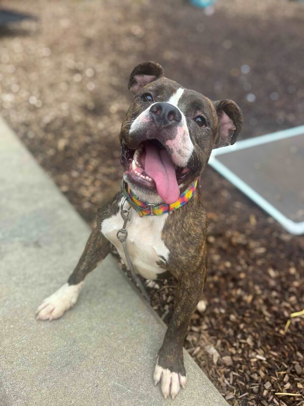 View Rollie the Dog Photo #2