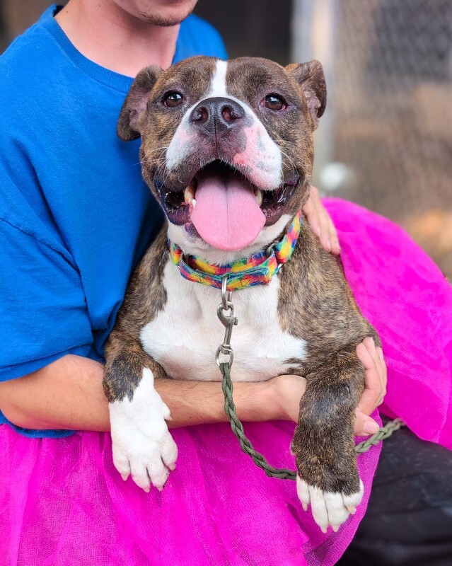 Learn More About Rollie 545713093 1127921249432945 5378829580002933624 n