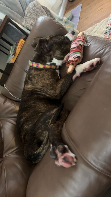 View Rollie the Dog Photo #10