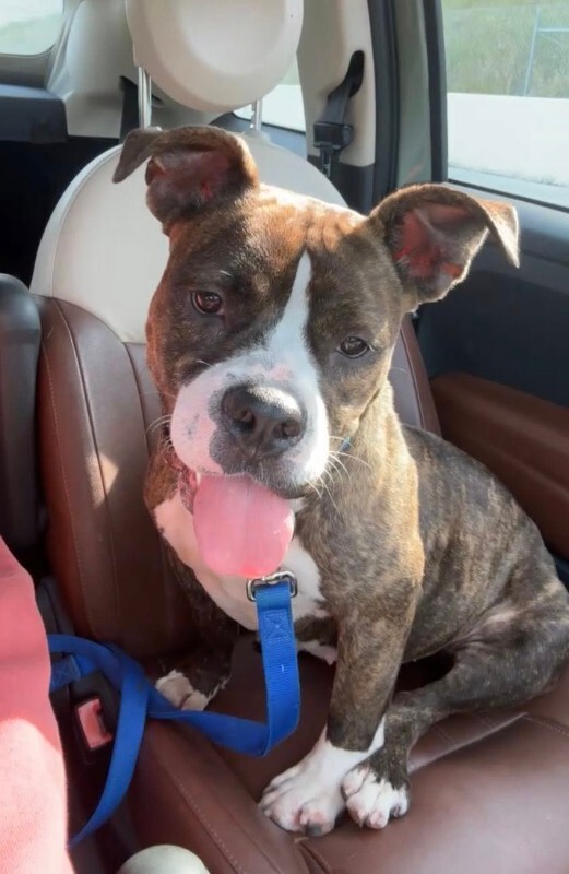 View Rollie the Dog Photo #8