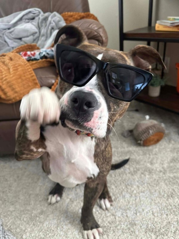 View Rollie the Dog Photo #4