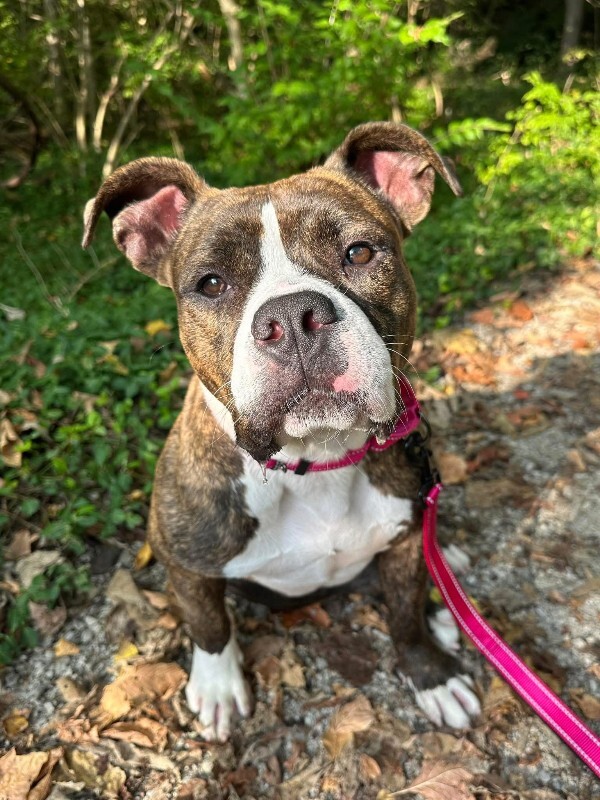 View Rollie the Dog Photo #5