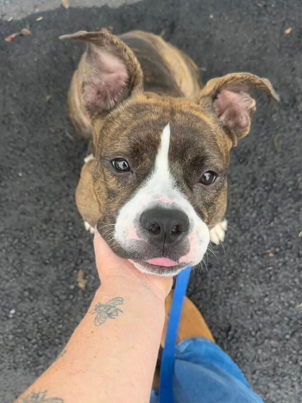 View Rollie the Dog Photo #12