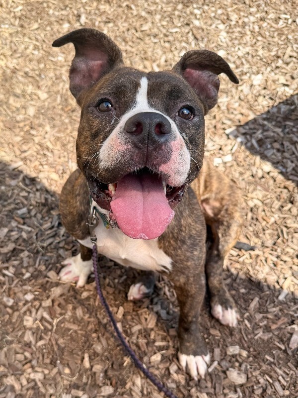 View Rollie the Dog Photo #3