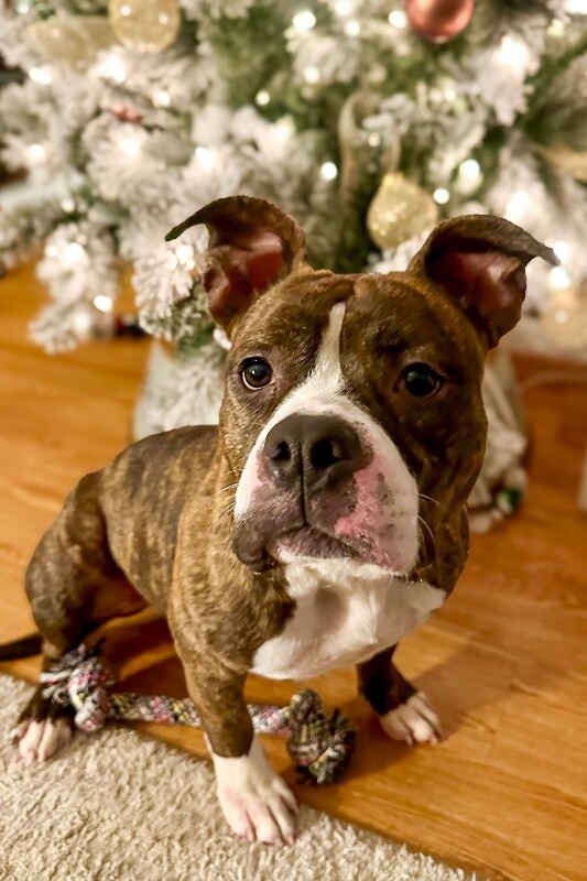 View Rollie the Dog Photo #16