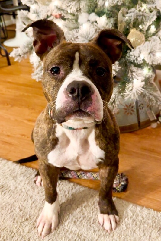 View Rollie the Dog Photo #15