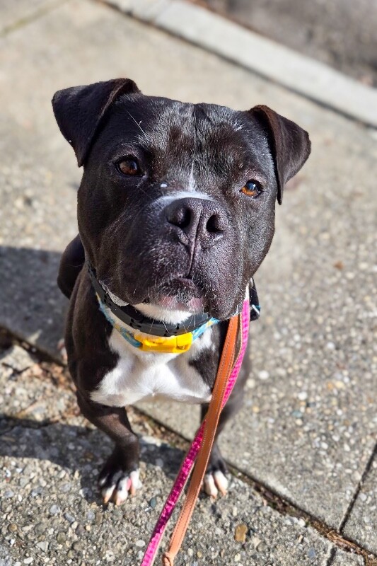 View Elliot Page the Dog Photo #13