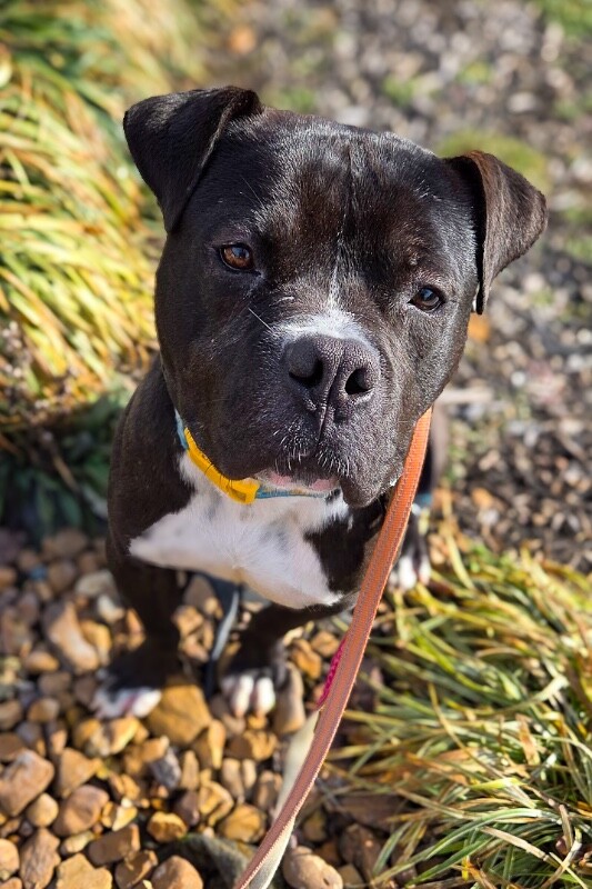 View Elliot Page the Dog Photo #3