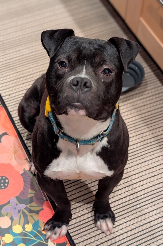 View Elliot Page the Dog Photo #10