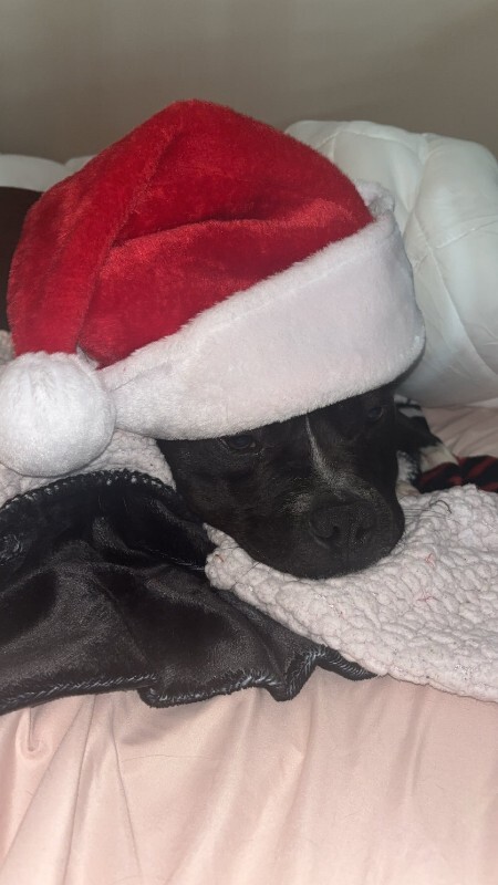 View Elliot Page the Dog Photo #4