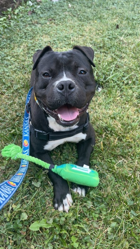 View Elliot Page the Dog Photo #7