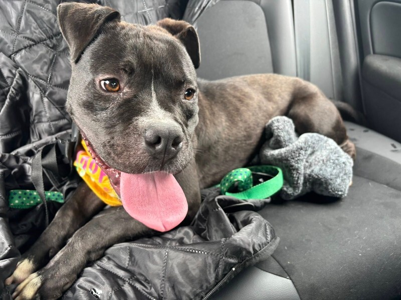 View Elliot Page the Dog Photo #5