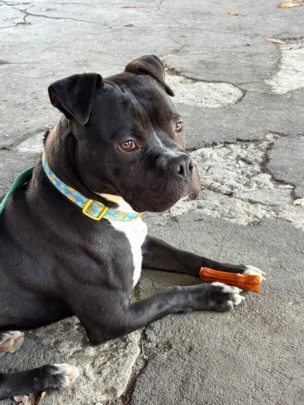 View Elliot Page the Dog Photo #8