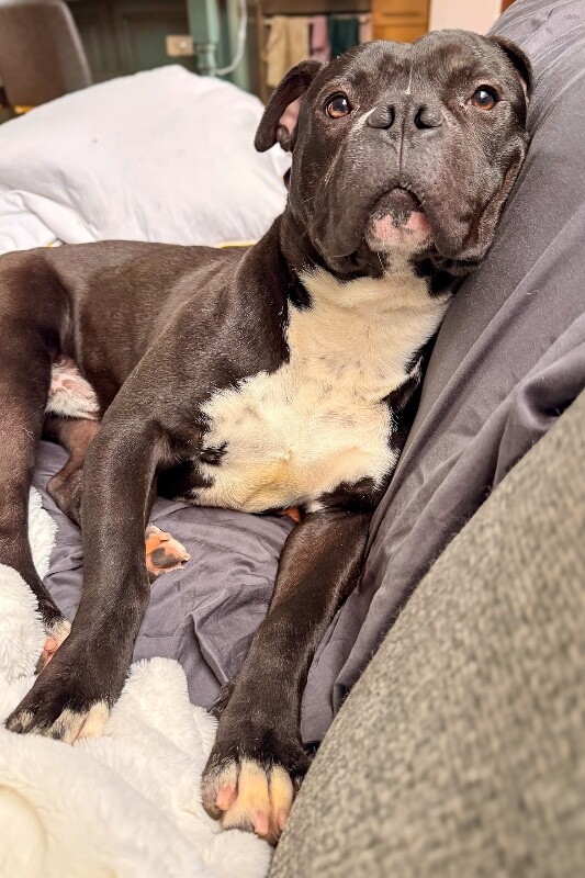 View Elliot Page the Dog Photo #12