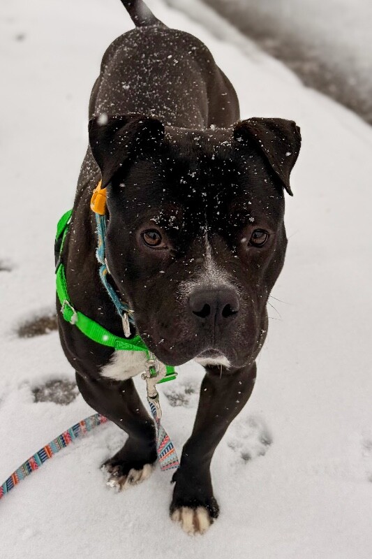 View Elliot Page the Dog Photo #9