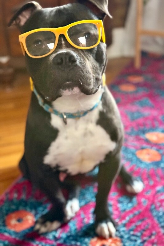 View Elliot Page the Dog Photo #2