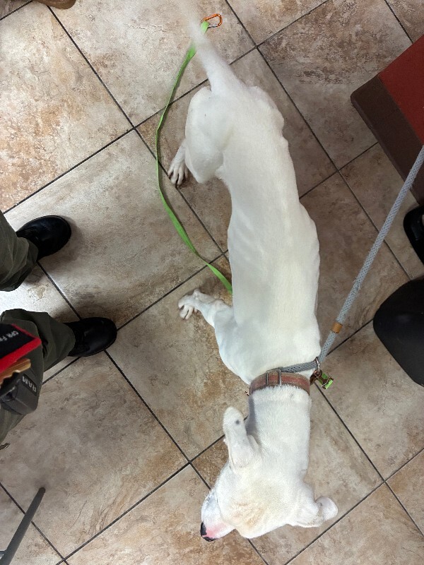 View Max Moore the Dog Photo #2