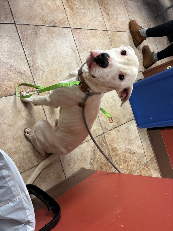 View Max Moore the Dog Photo #4