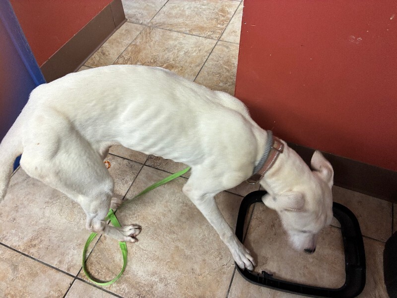 View Max Moore the Dog Photo #3