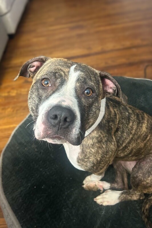 View Squeaky the Dog Photo #3