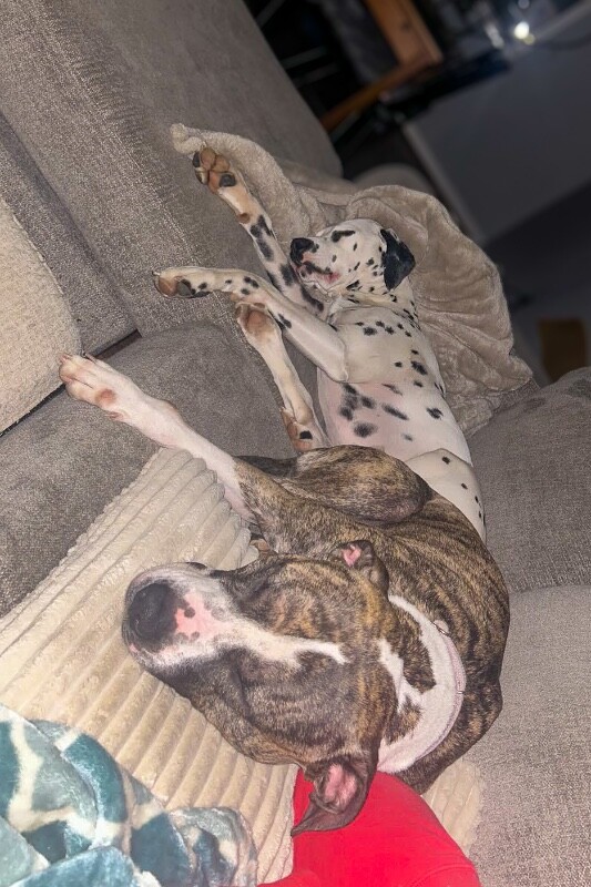 View Squeaky the Dog Photo #15