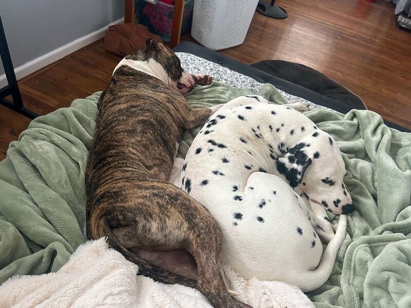 View Squeaky the Dog Photo #6