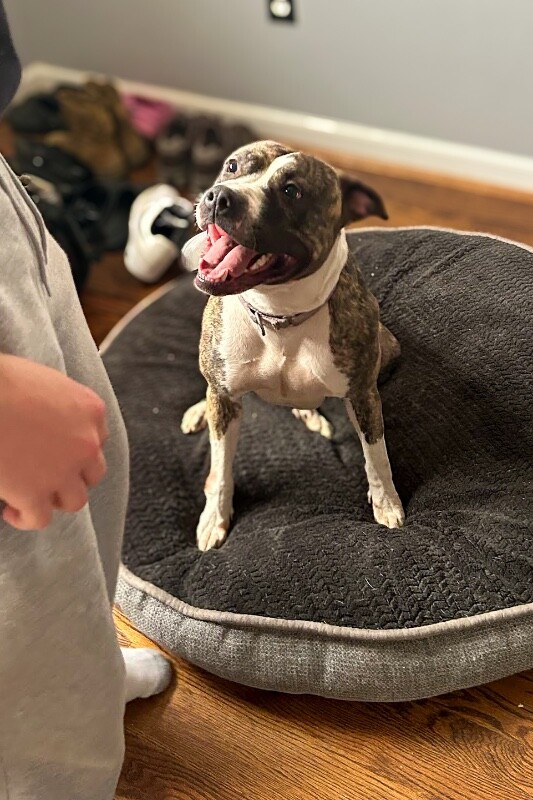 View Squeaky the Dog Photo #4