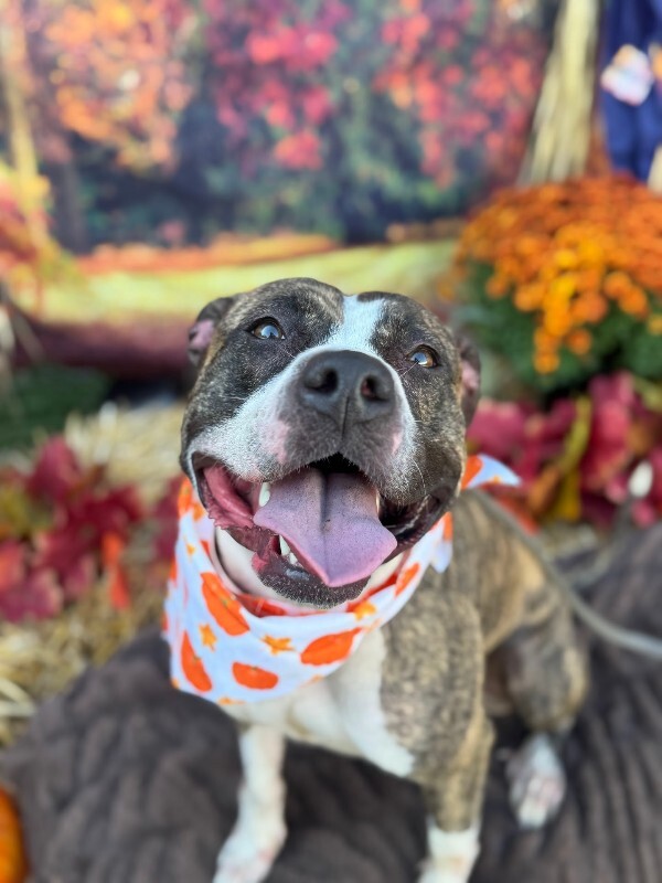 View Squeaky the Dog Photo #7