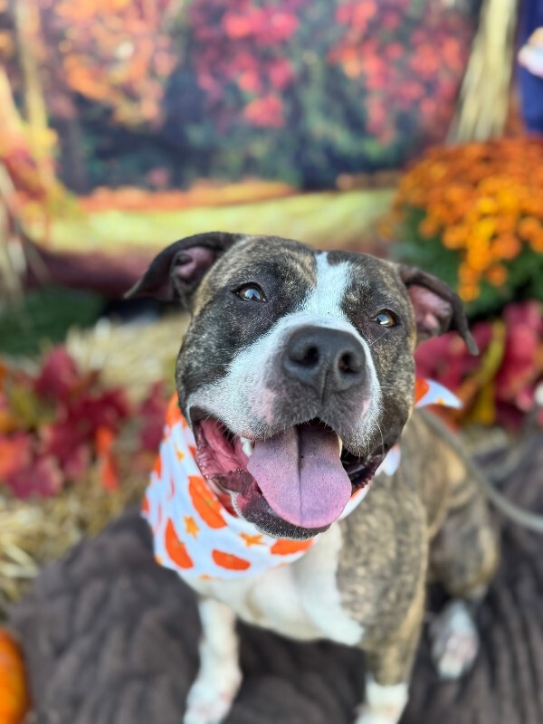 View Squeaky the Dog Photo #16