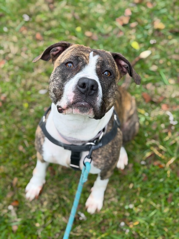 View Squeaky the Dog Photo #14