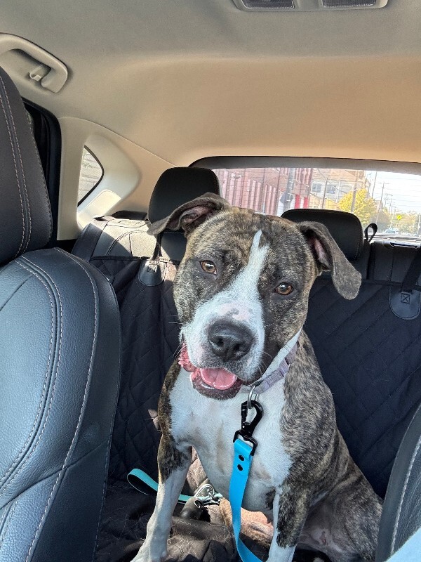 View Squeaky the Dog Photo #12