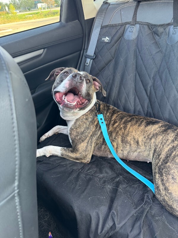 View Squeaky the Dog Photo #13