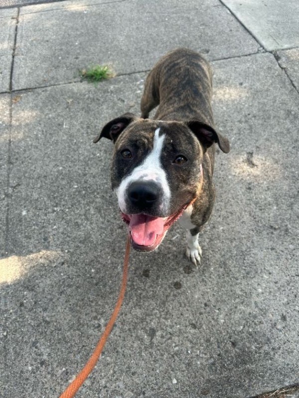 View Squeaky the Dog Photo #11