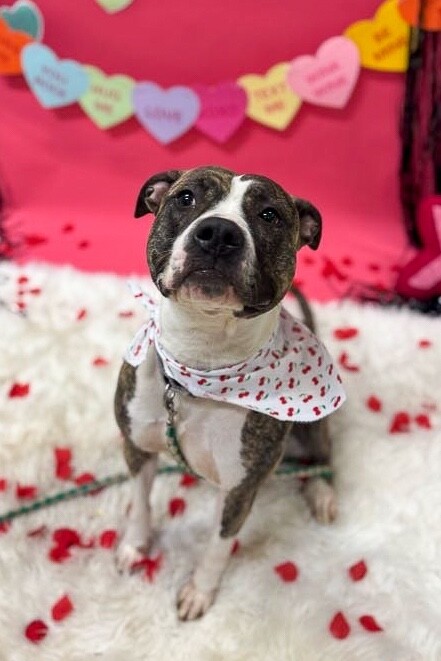 View Squeaky the Dog Photo #8