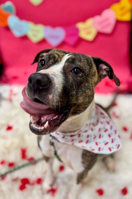 View Squeaky the Dog Photo #9