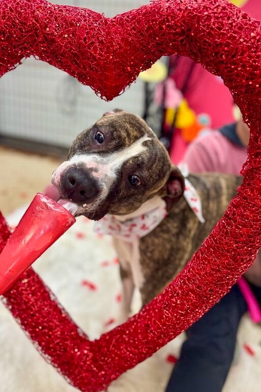 View Squeaky the Dog Photo #10