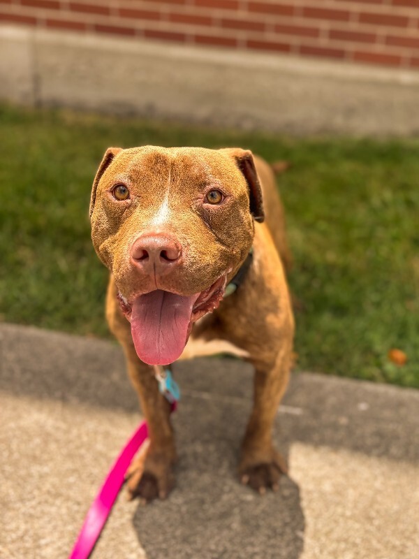 View Clee the Dog Photo #4