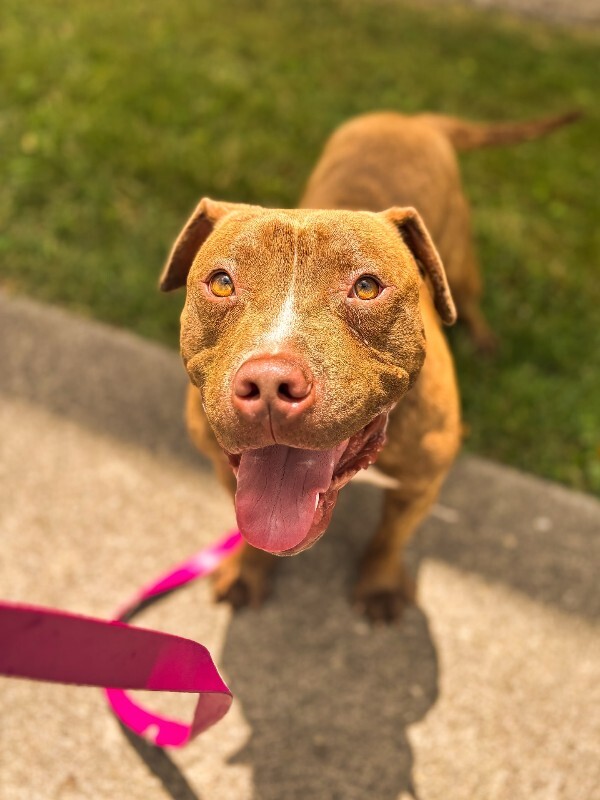 View Clee the Dog Photo #2