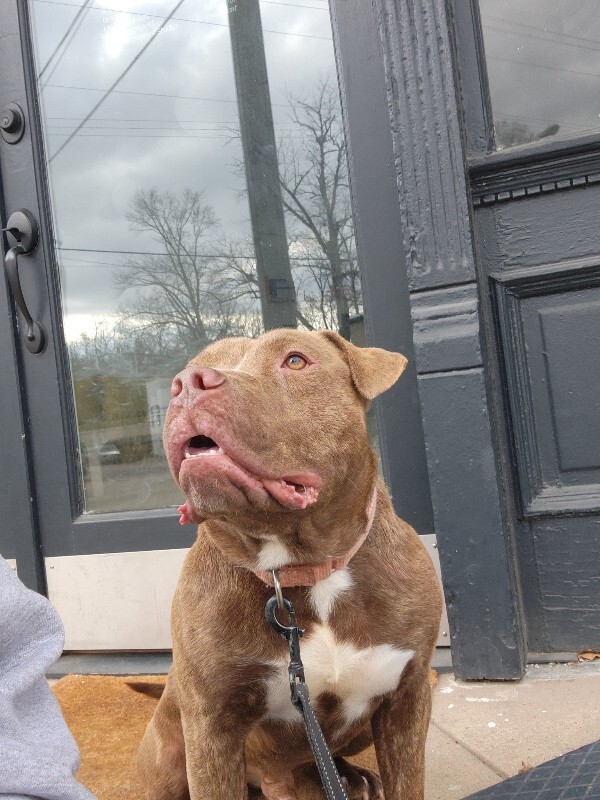 View Clee the Dog Photo #5