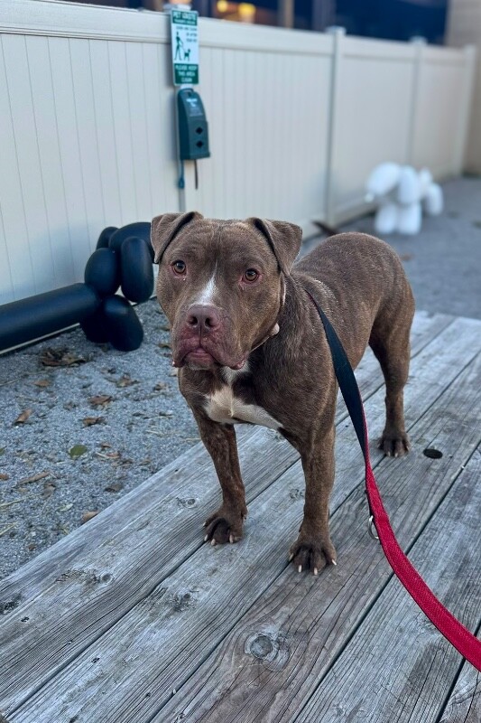 View Clee the Dog Photo #18