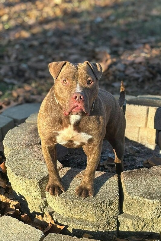 View Clee the Dog Photo #16