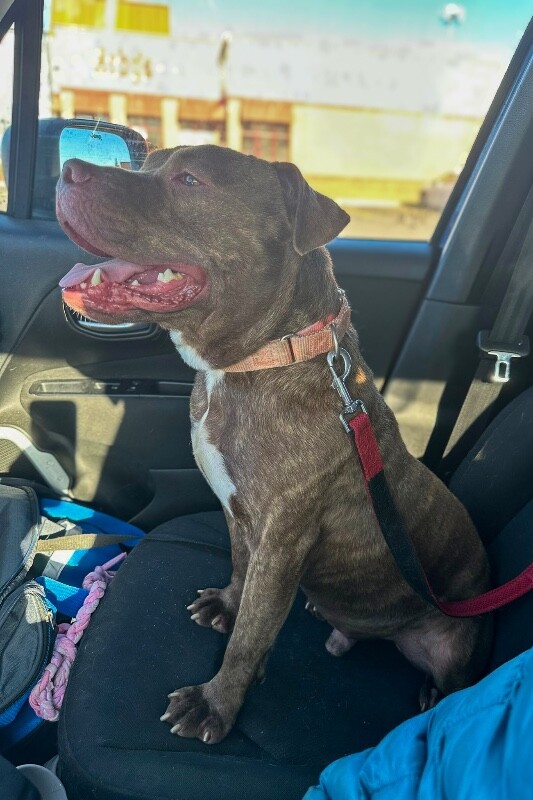 View Clee the Dog Photo #8